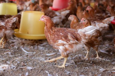 Tavuk çiftliğinde bir sürü kahverengi tavuk var.