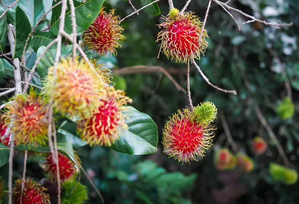 Bahçedeki ağaçta olgun rambutanlar var..