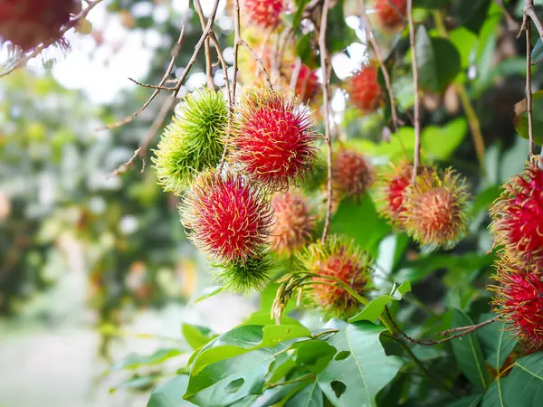 Bahçedeki ağaçta olgun rambutanlar var..