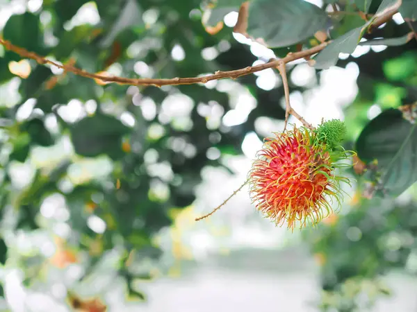 Bahçedeki ağaçta olgun rambutanlar var..