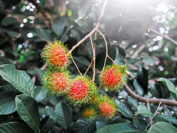 Bahçedeki ağaçta olgun rambutanlar var..