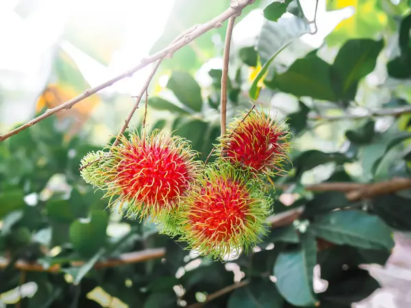 Bahçedeki ağaçta olgun rambutanlar var..