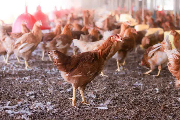 Tavuk çiftliğindeki kahverengi tavuğu kapat.