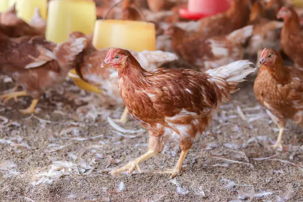 Tavuk çiftliğinde bir sürü kahverengi tavuk var.