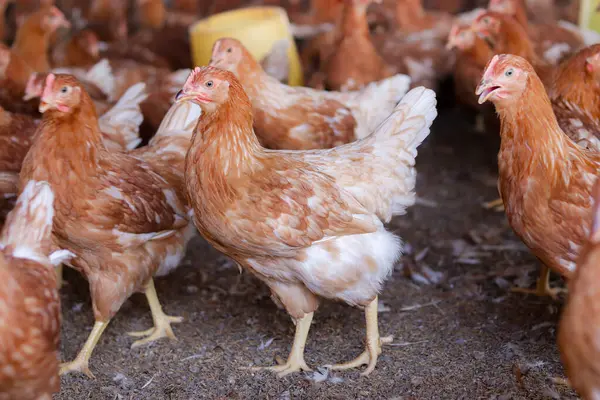 Tavuk çiftliğinde bir sürü kahverengi tavuk var.