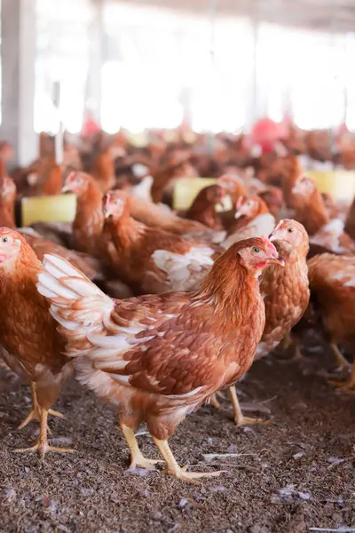 Tavuk çiftliğinde bir sürü kahverengi tavuk var.