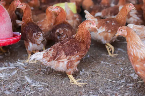 Tavuk çiftliğinde bir sürü kahverengi tavuk var.