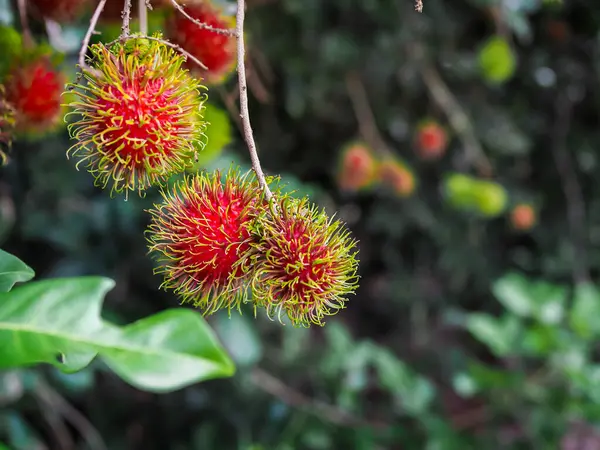 Bahçedeki ağaçta olgun rambutanlar var..
