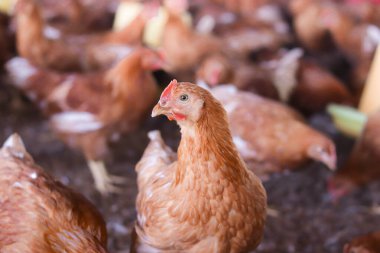 Tavuk çiftliğinde bir sürü kahverengi tavuk var.
