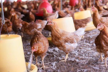 Tavuk çiftliğinde bir sürü kahverengi tavuk var.