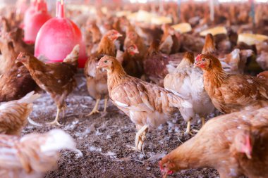 Tavuk çiftliğinde bir sürü kahverengi tavuk var.