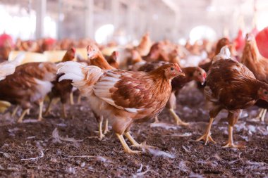 Tavuk çiftliğindeki kahverengi tavuğu kapat.