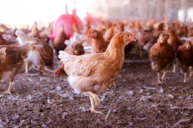 Tavuk çiftliğindeki kahverengi tavuğu kapat.