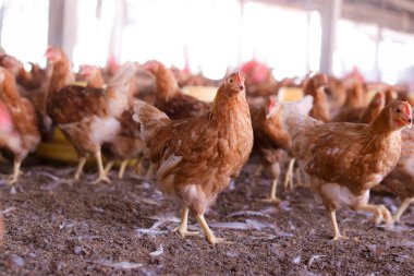 Tavuk çiftliğinde bir sürü kahverengi tavuk var.