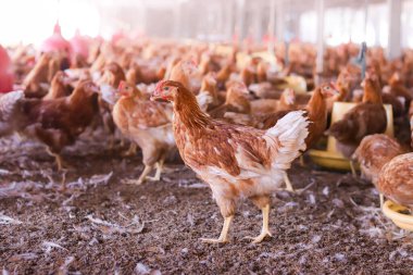 Tavuk çiftliğinde bir sürü kahverengi tavuk var.