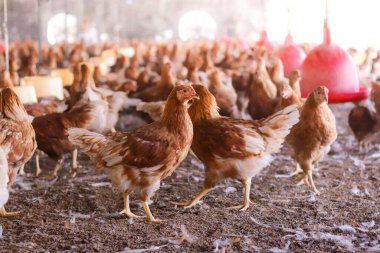 Tavuk çiftliğinde bir sürü kahverengi tavuk var.