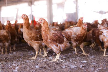 Tavuk çiftliğinde bir sürü kahverengi tavuk var.