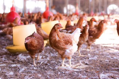 Tavuk çiftliğinde bir sürü kahverengi tavuk var.