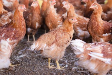Tavuk çiftliğinde bir sürü kahverengi tavuk var.