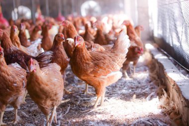 Tavuk çiftliğinde bir sürü kahverengi tavuk var.