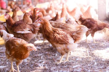 Tavuk çiftliğinde bir sürü kahverengi tavuk var.