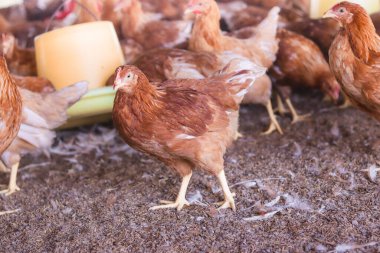 Tavuk çiftliğinde bir sürü kahverengi tavuk var.
