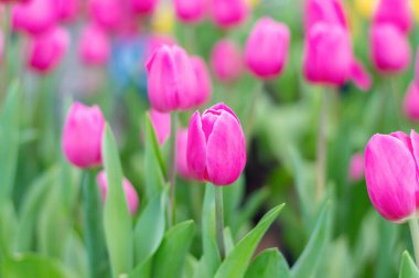 Bahçedeki pembe laleleri kapat.