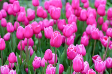 Bahçede pembe laleler