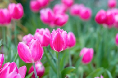 Bahçede pembe laleler