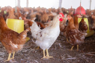 Tavuk çiftliğindeki beyaz tavuğu kapat.