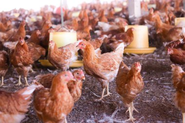 Tavuk çiftliğinde bir sürü kahverengi tavuk var.