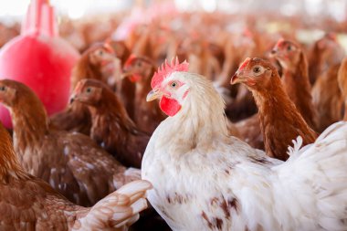 Tavuk çiftliğindeki beyaz tavuğu kapat.