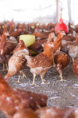 Tavuk çiftliğinde bir sürü kahverengi tavuk var.