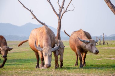 Bir bufalo sürüsü geniş bir alanda yürüyor.