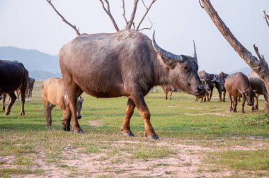 Bir bufalo sürüsü geniş bir alanda yürüyor.