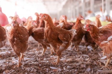 Tavuk çiftliğinde bir sürü kahverengi tavuk var.