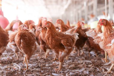 Tavuk çiftliğinde bir sürü kahverengi tavuk var.
