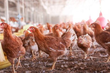 Tavuk çiftliğinde bir sürü kahverengi tavuk var.