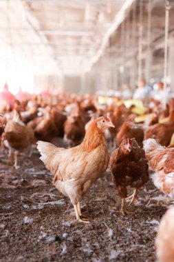 Tavuk çiftliğinde bir sürü kahverengi tavuk var.