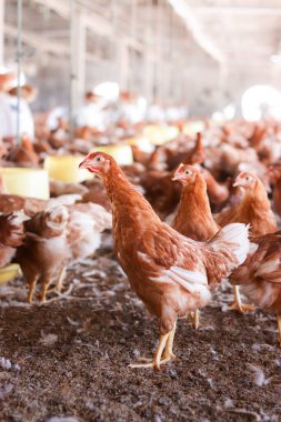Tavuk çiftliğinde bir sürü kahverengi tavuk var.