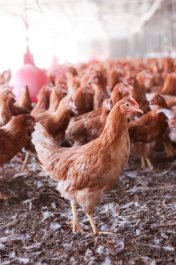 Tavuk çiftliğinde bir sürü kahverengi tavuk var.