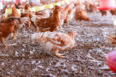 Tavuk çiftliğinde bir sürü kahverengi tavuk var.