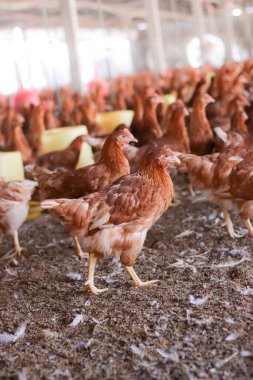 Tavuk çiftliğinde bir sürü kahverengi tavuk var.