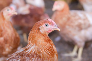 Tavuk çiftliğindeki kahverengi tavuğu kapat.