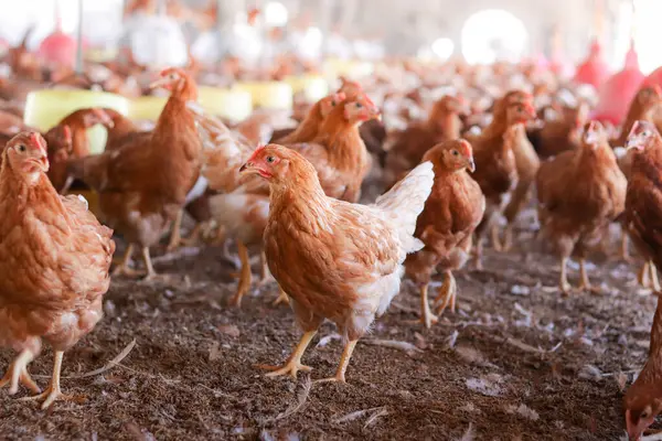 Tavuk çiftliğinde bir sürü kahverengi tavuk var.