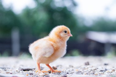 Bahçede bir tavuk yavrusu