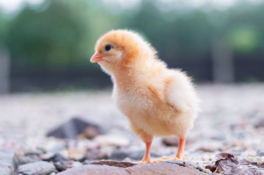 Bahçede bir tavuk yavrusu