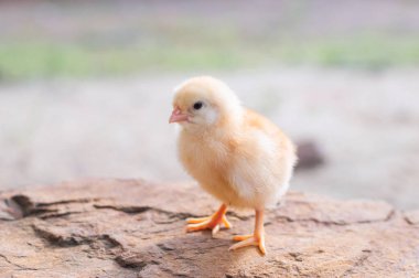 Bahçede bir tavuk yavrusu
