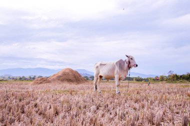 Tayland ineği geniş alanda yaşıyor.