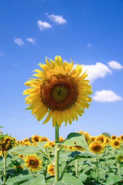 Mavi gökyüzü arka plan ayçiçeği, yakın çekim